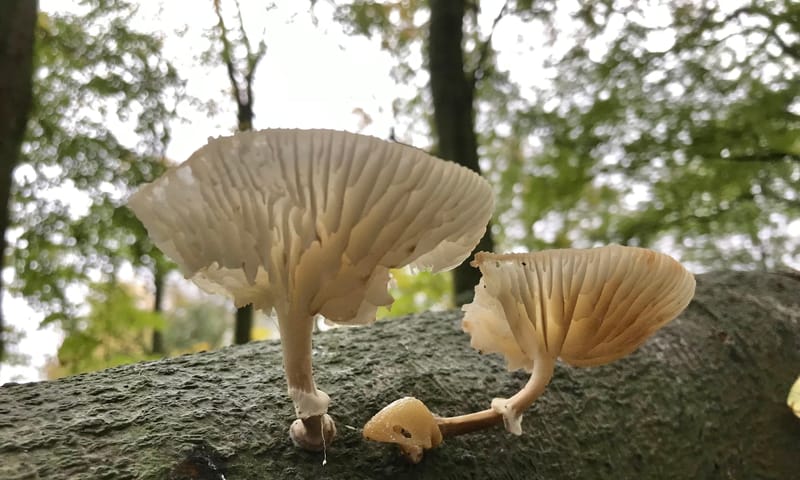 fvdm-1730806349363.jpeg fvdm-1730806349363.jpeg