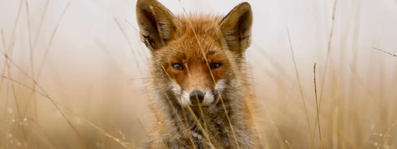 Vos op de Veluwe