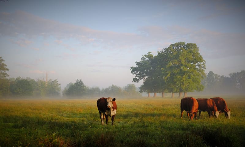 Hollands plaatje bij Smeerling