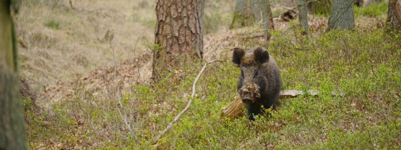 Keiler op veluwezoom