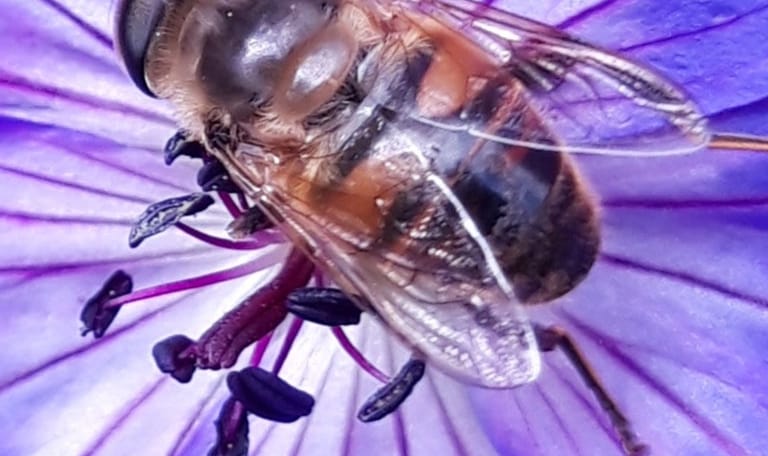 Insecten❤