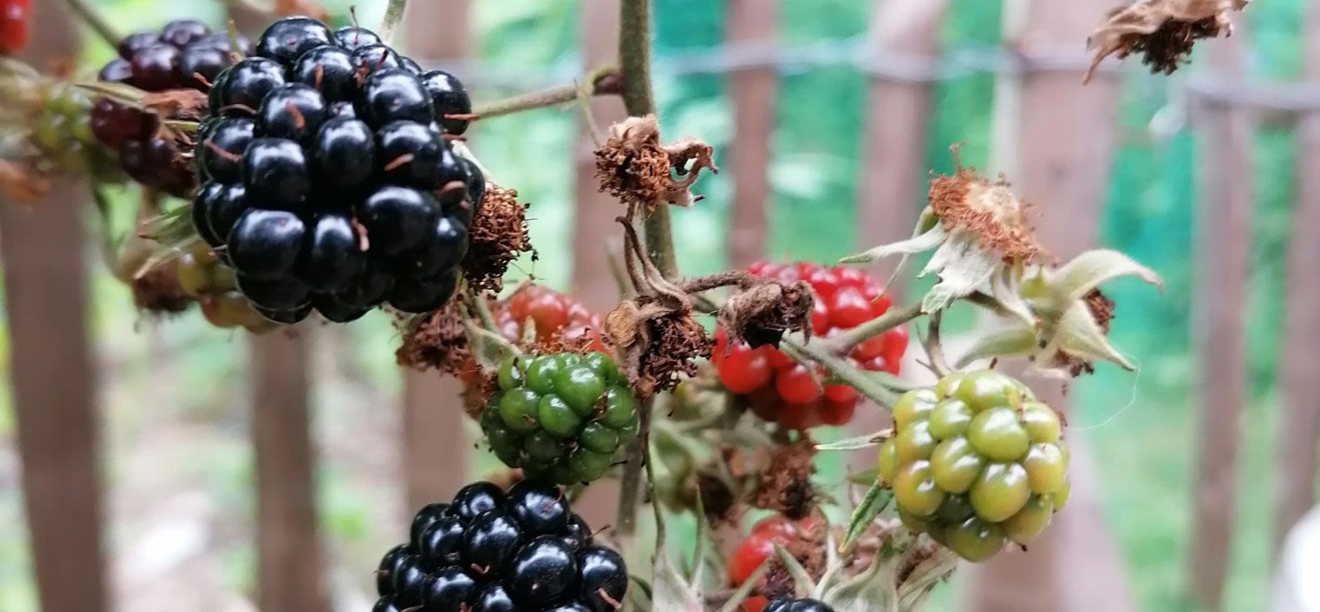 Bramen uit eigen tuin
