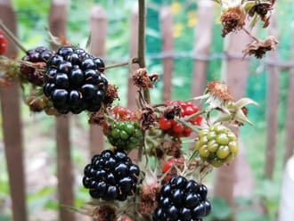 Bramen uit eigen tuin