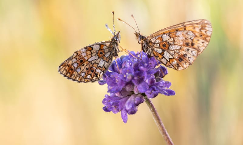 2 zilveren manen op de blauwe knoop