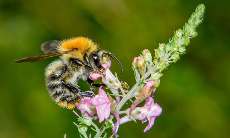 Akkerhommel druk bezig 