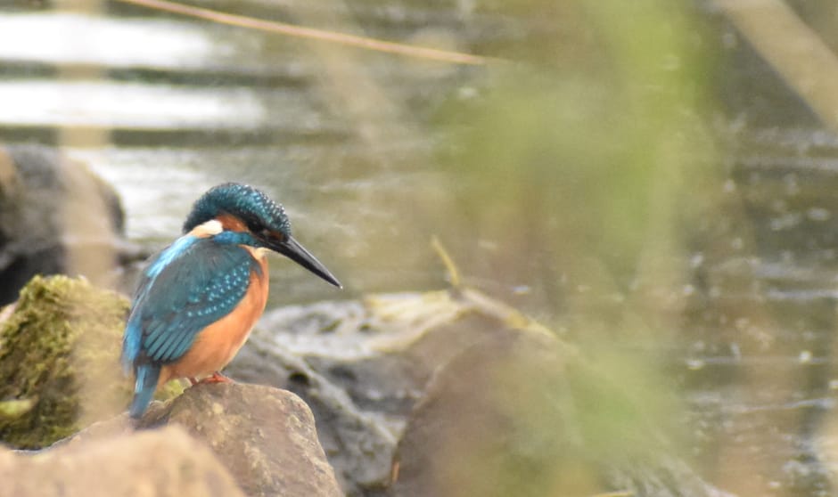IJsvogel