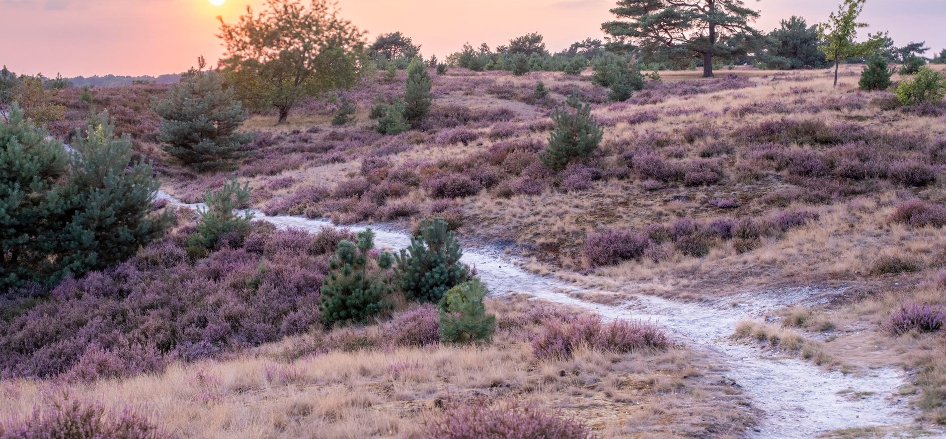 Deze foto is gemaakt tijdens een fotowandeling op de Brunssummerheide. De foto geeft mooi het heide landschap en de zomerdroogte weer.