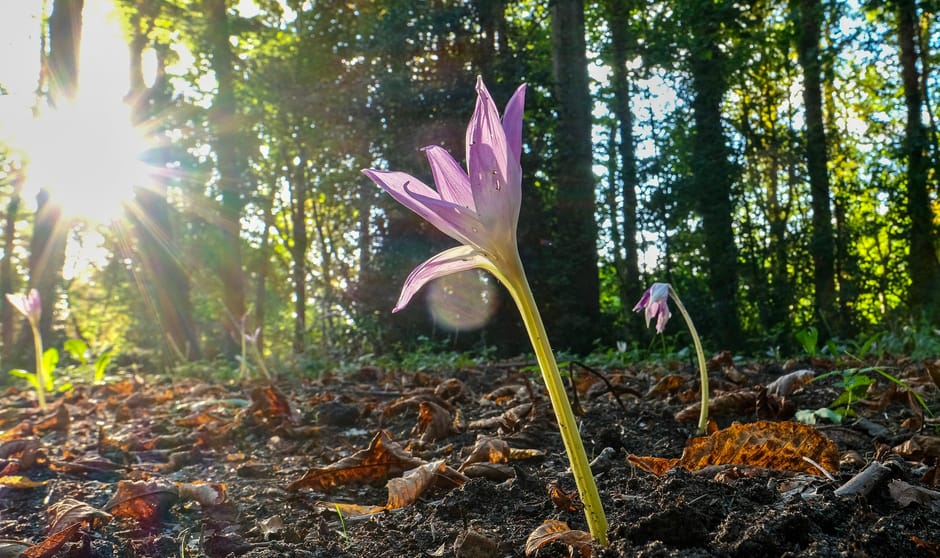 HerfstStijloos in laatste licht gevangen