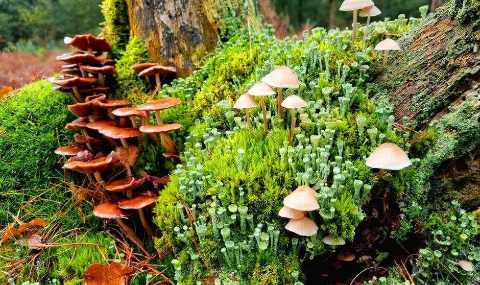 Herfst boeket zoals alleen Moeder Natuur dit kan samenstellen.