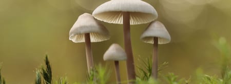 Paddenstoelen magie