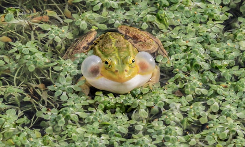 een kleine kikker met veel lawaai