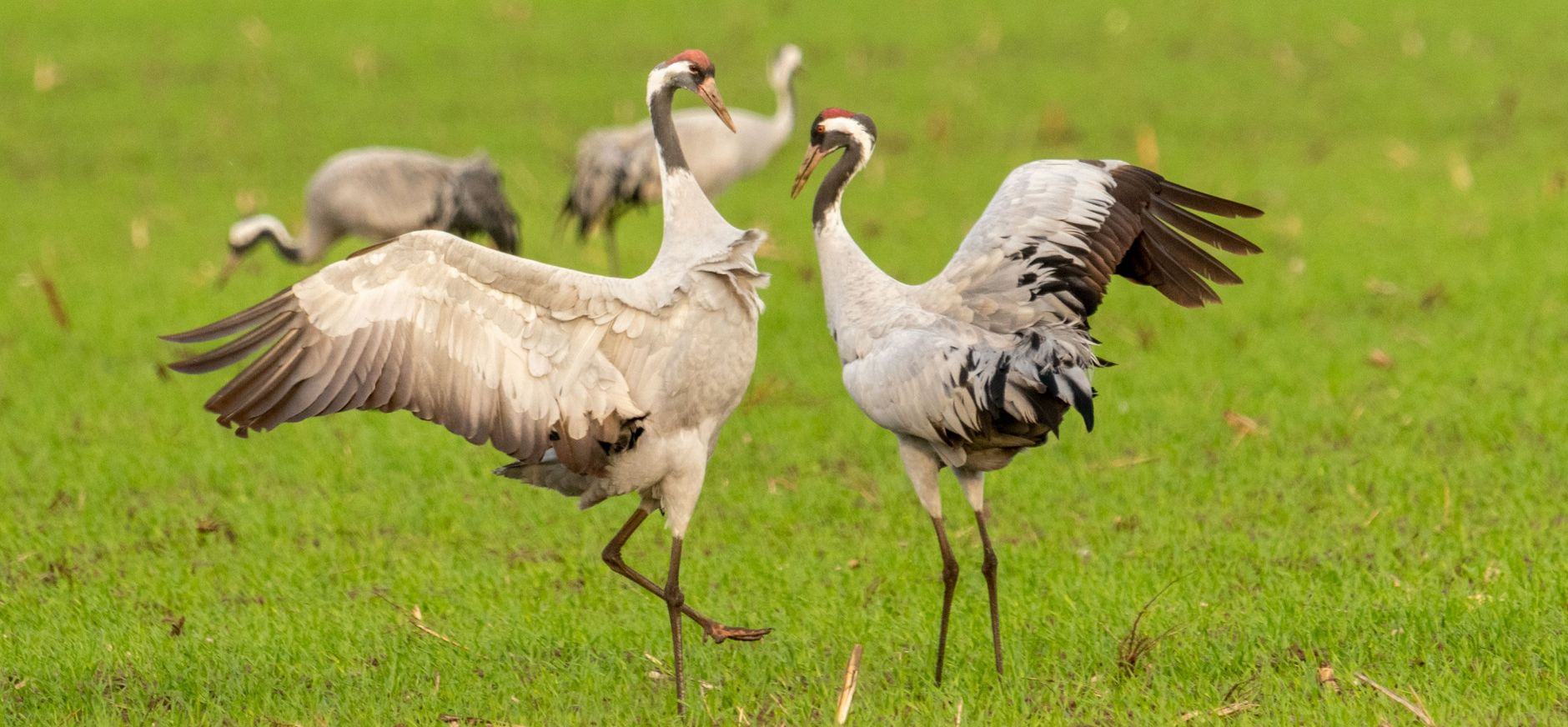 Kraanvogels show off