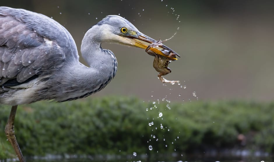 Blauwe reiger werkt een groene kikker naar binnen