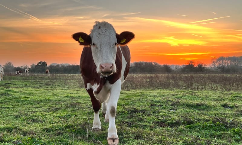 Koe in de zonsopkomst