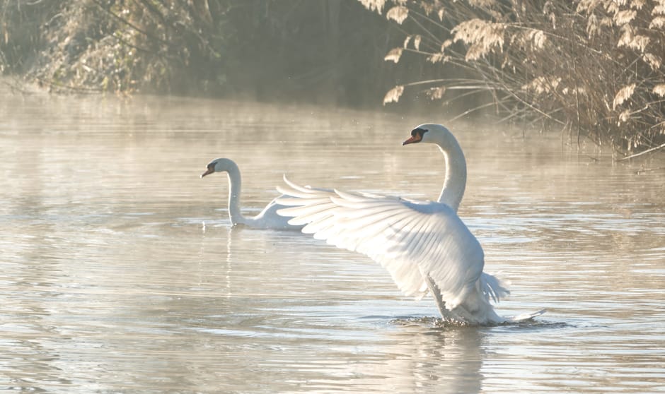 Zwaan tijdens het ochtendgloren