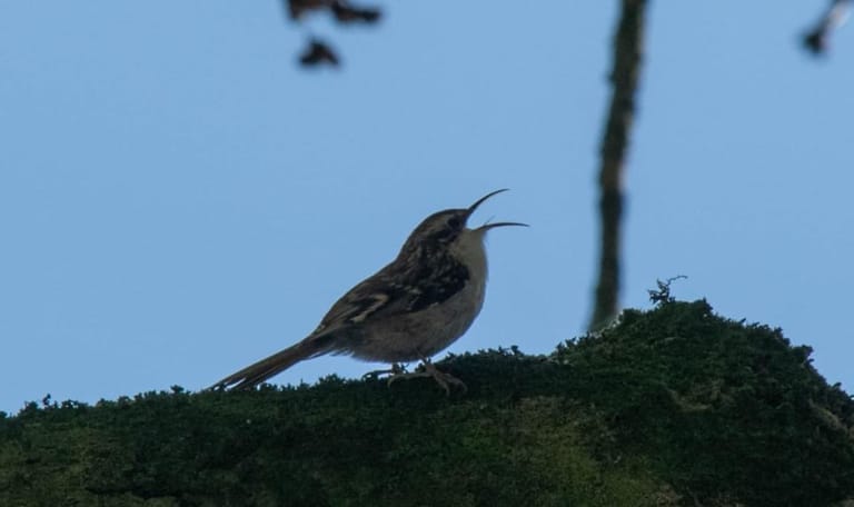 De boomkruiper zingt het hoogste lied.