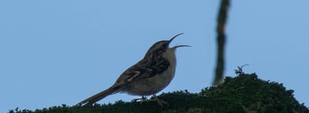 De boomkruiper zingt het hoogste lied.