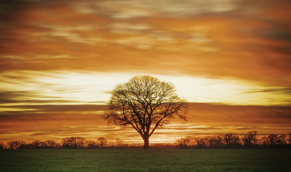 A Tree Silhouette at Sunset in a Vast Field