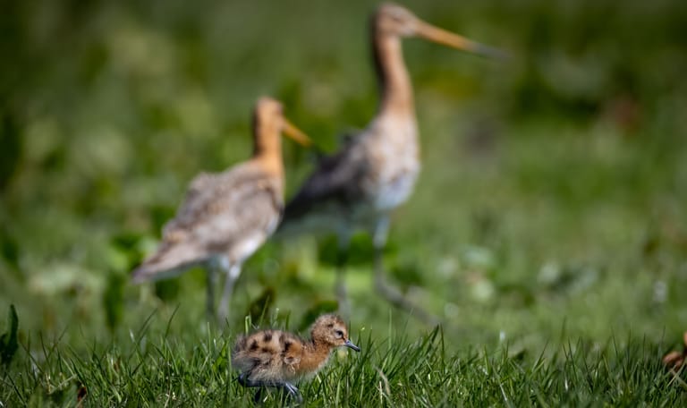 Grutto jong met ouders
