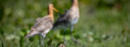 Grutto jong met ouders