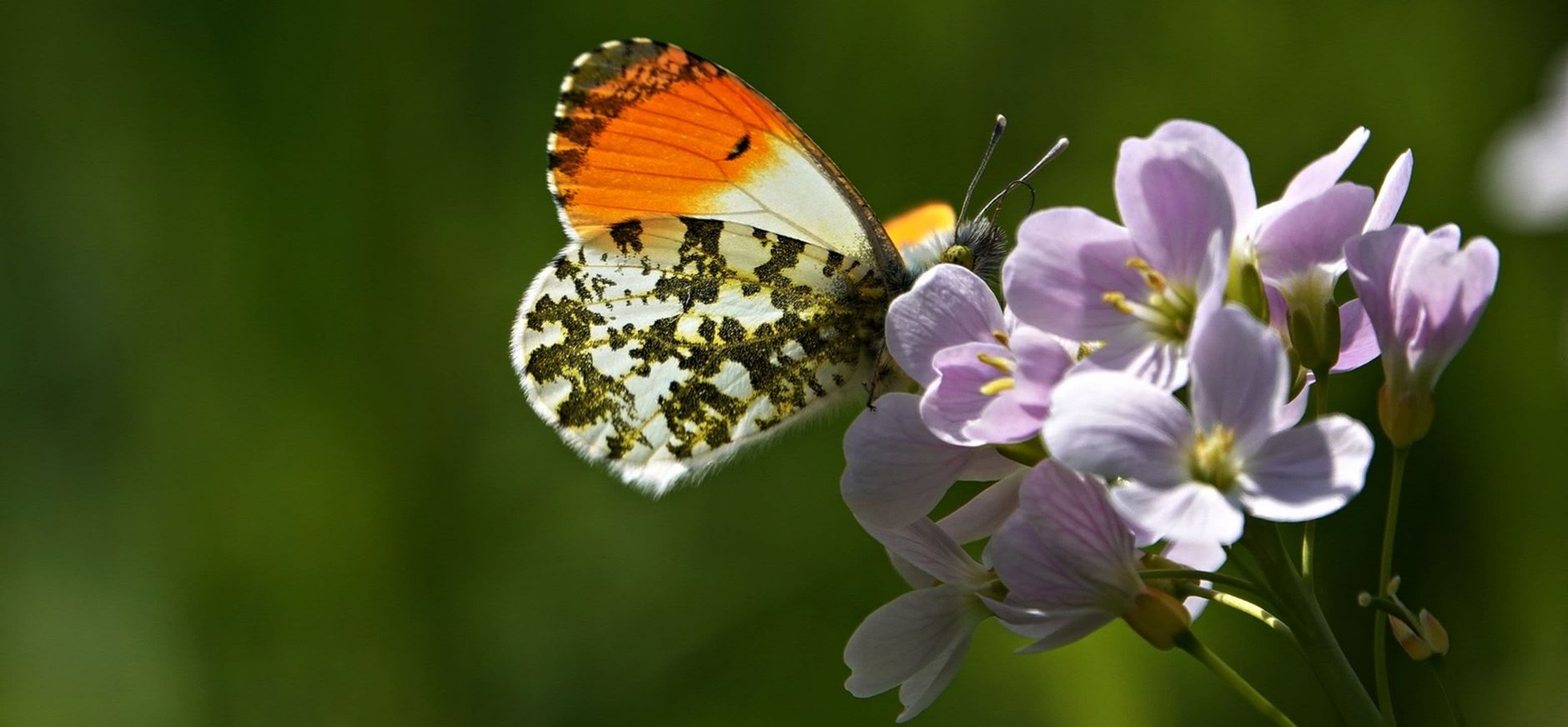 oranjetipje op pinksterbloem