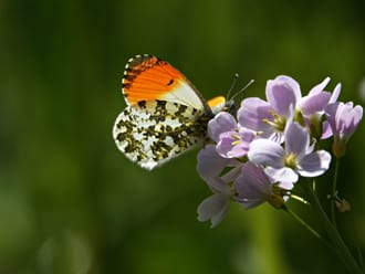oranjetipje op pinksterbloem