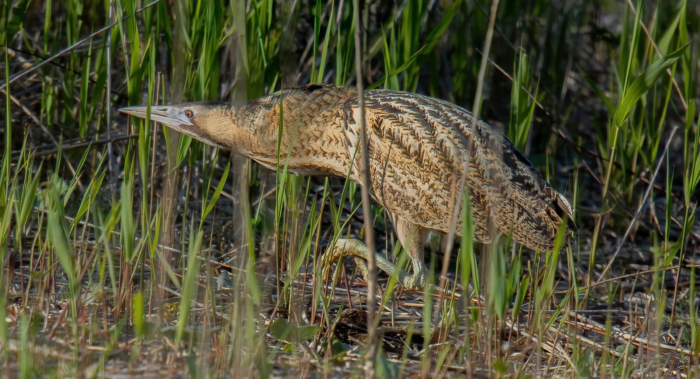 Roerdomp sluipt langs de waterkant en is regelmatig hoempend te horen. 