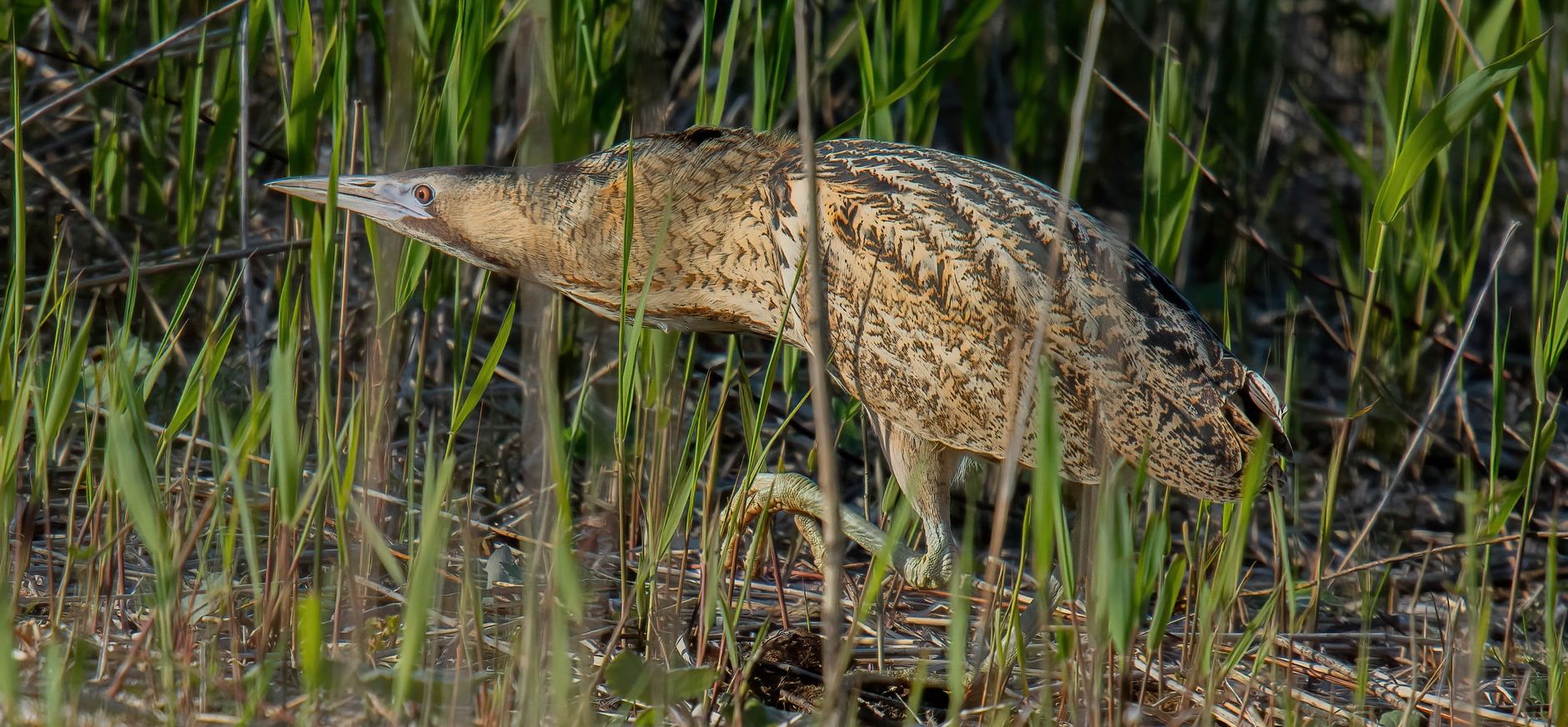 Roerdomp sluipt langs de waterkant en is regelmatig hoempend te horen. 