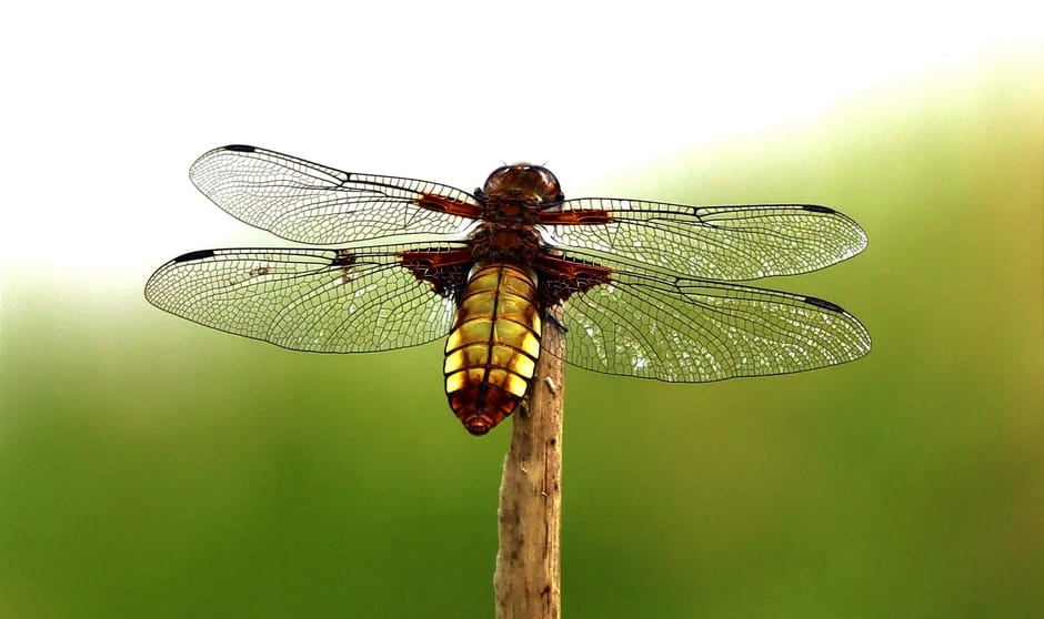 Platbuik libelle , vrouwtje