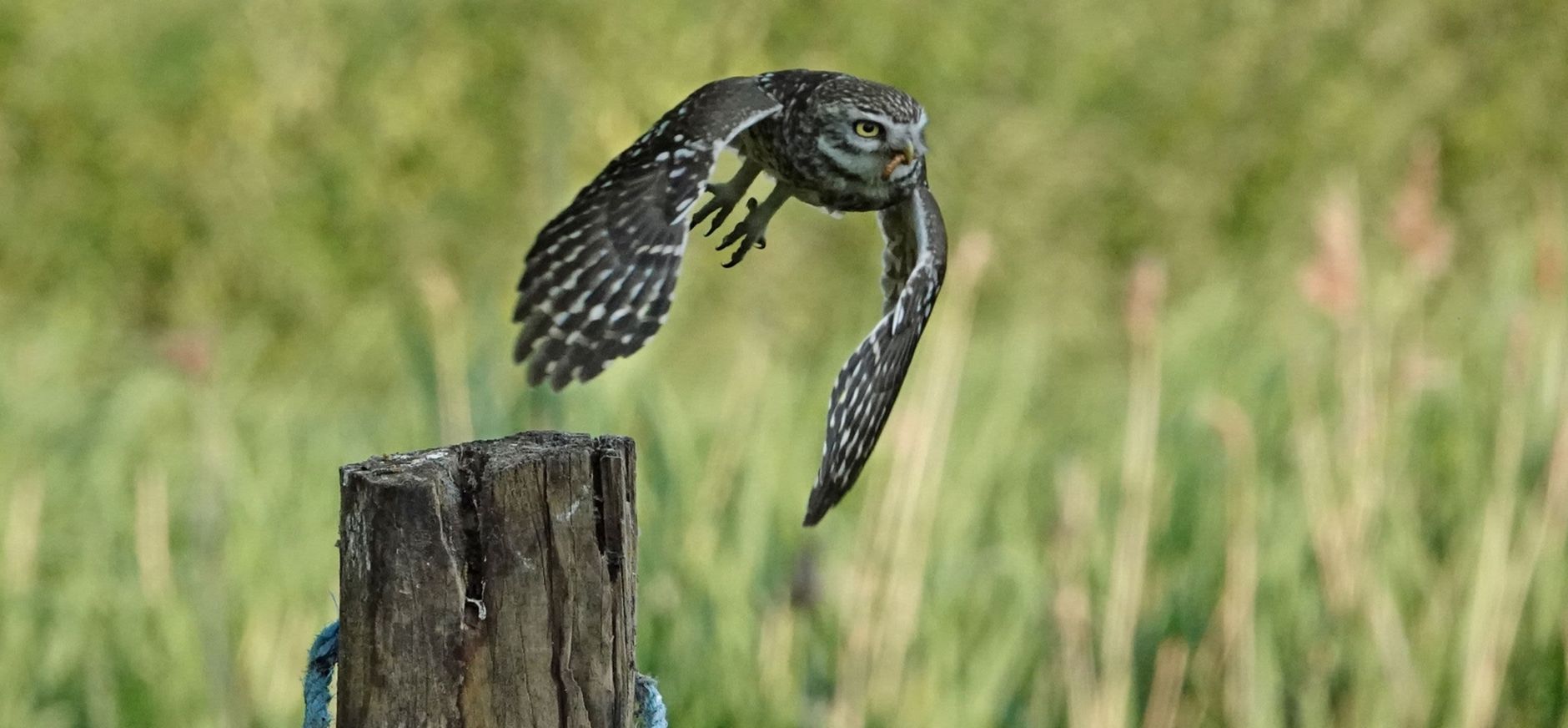 steenuiltje in actie 