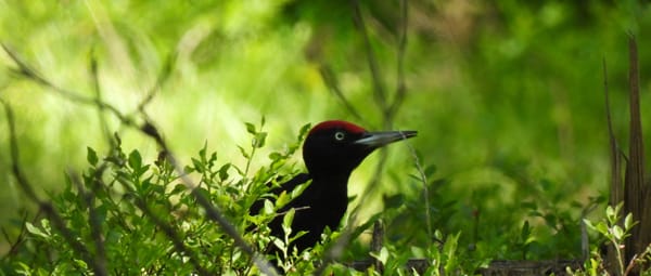 Een zwarte specht foerageert in het bos