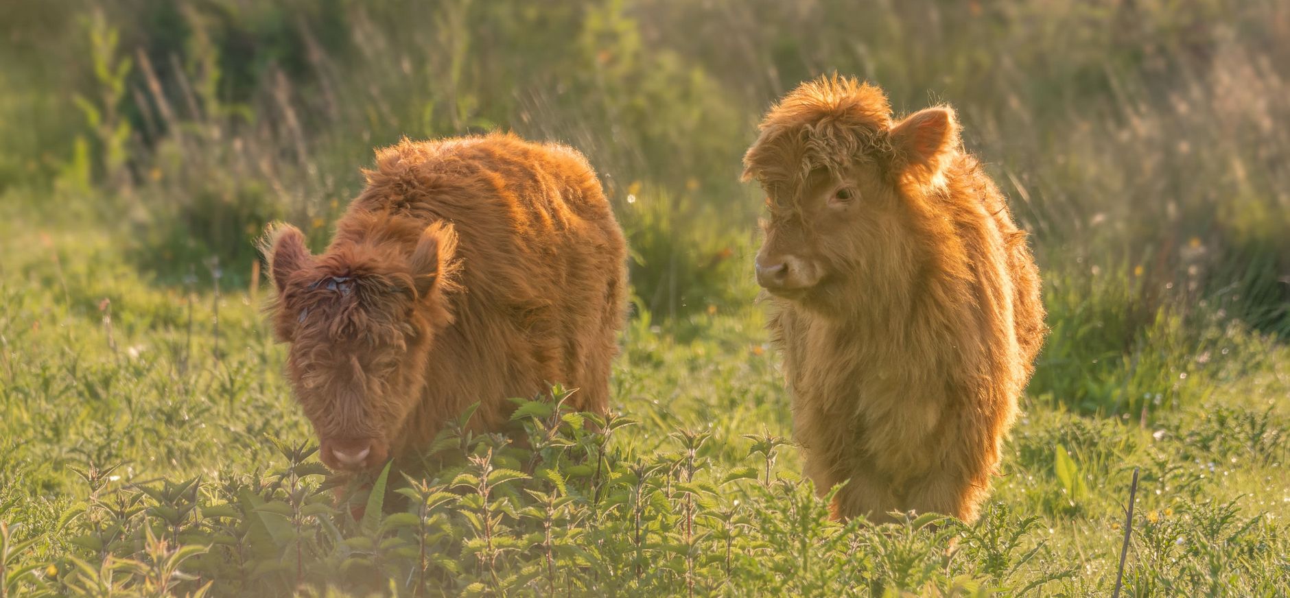 Schotse Hooglander kalfjes