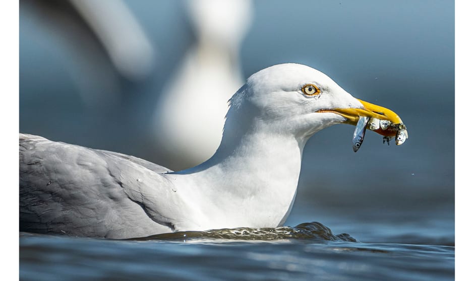 Texel nabij de Cocksdorp
