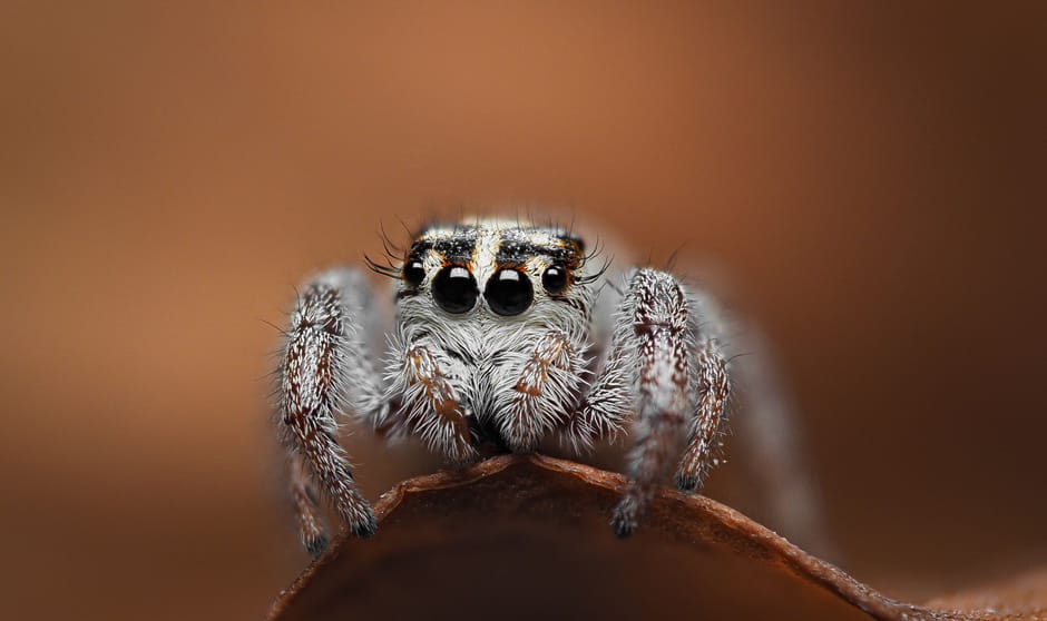 Ovale dennenspringer, 15 foto's in elkaar (springspin van maar 1,5 mm!) :) Just chillin on an old leaf . 