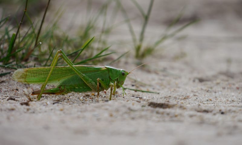 grote groene Sabelsprinkhaan