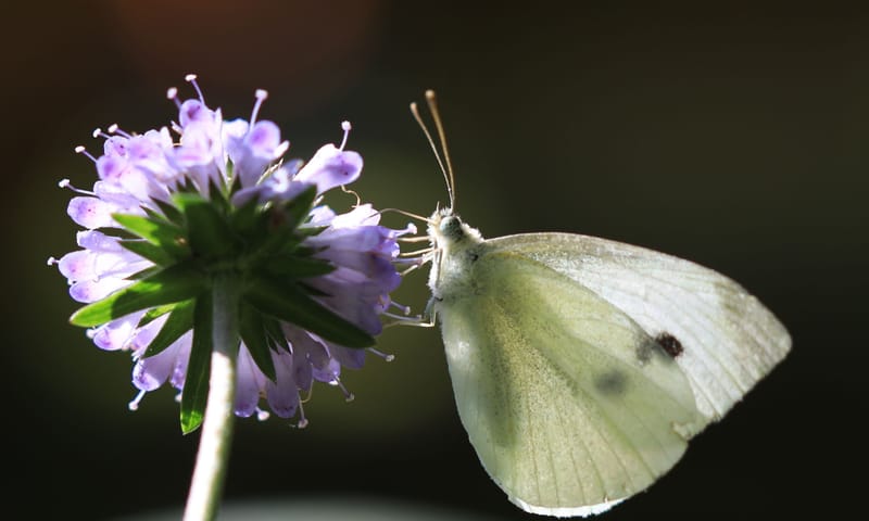 Klein koolwitje op duifkruid