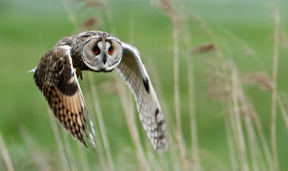 Deze jagende Ransuil kwam recht op mij af gevlogen in natuurgebied Het Bossche Broek