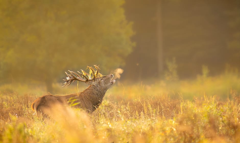 Burlend Edelhert tijdens bronsttijd in mooi warm licht!