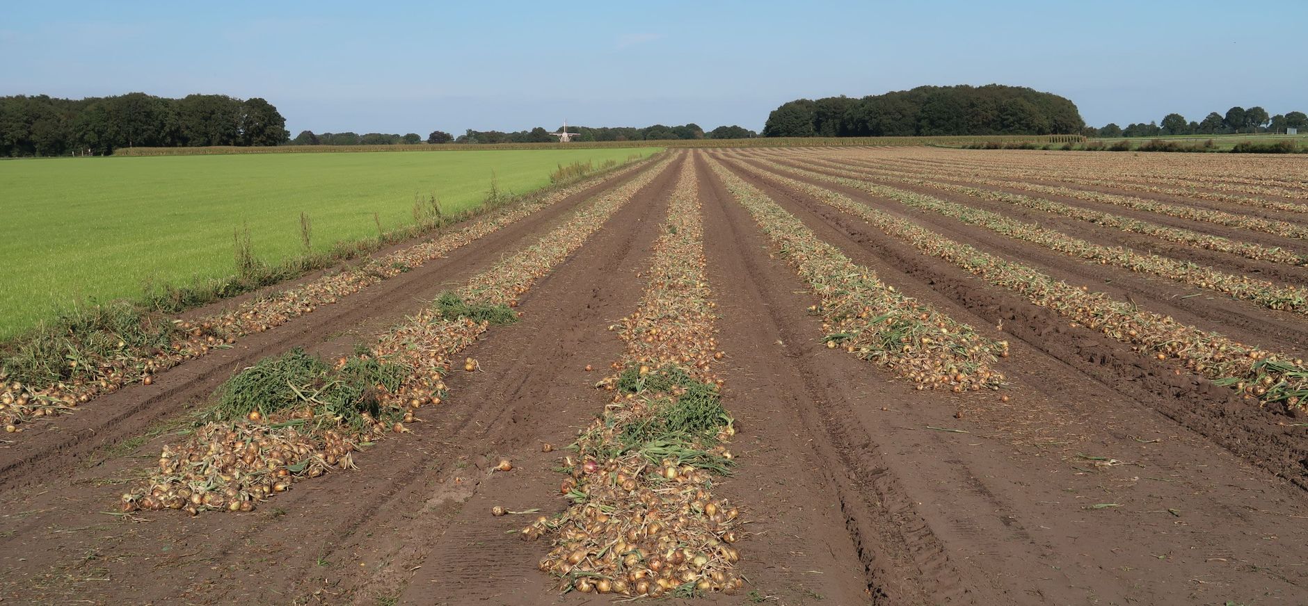 akker met gerooide uien, molen in de verte, nabij Sleen (Drenthe)