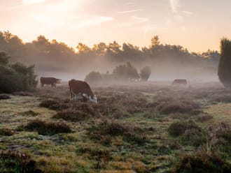 De Hereford runderen passen mooi in de omgeving op het Buurserzand.