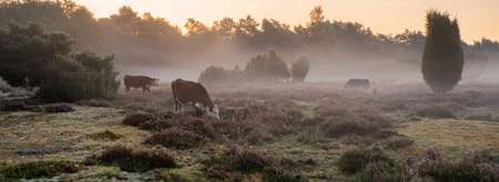 De Hereford runderen passen mooi in de omgeving op het Buurserzand.