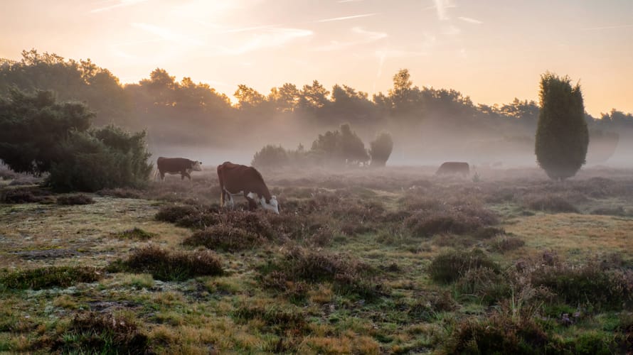 De Hereford runderen passen mooi in de omgeving op het Buurserzand.