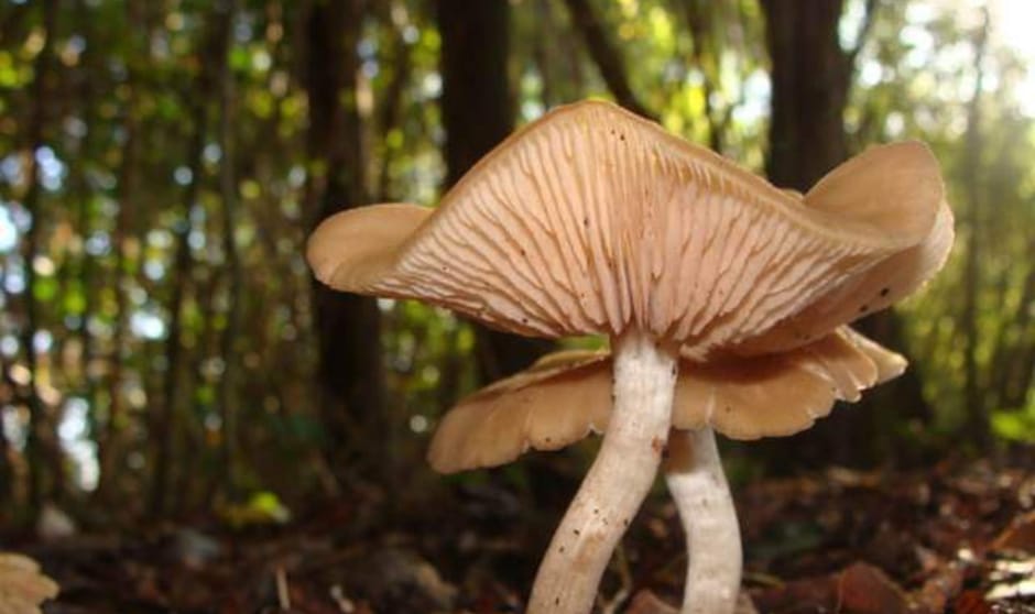 De paddenstoel in het bos met een mooi achtergrond