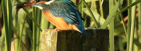 ijsvogel