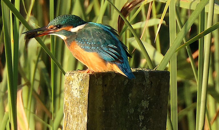 ijsvogel