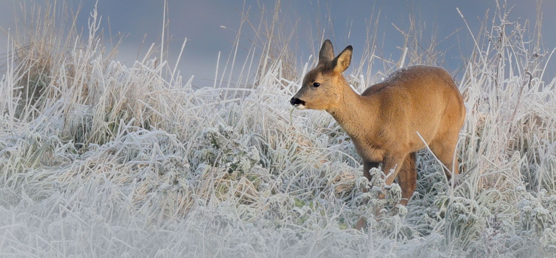 Jonge ree in winters landschap 