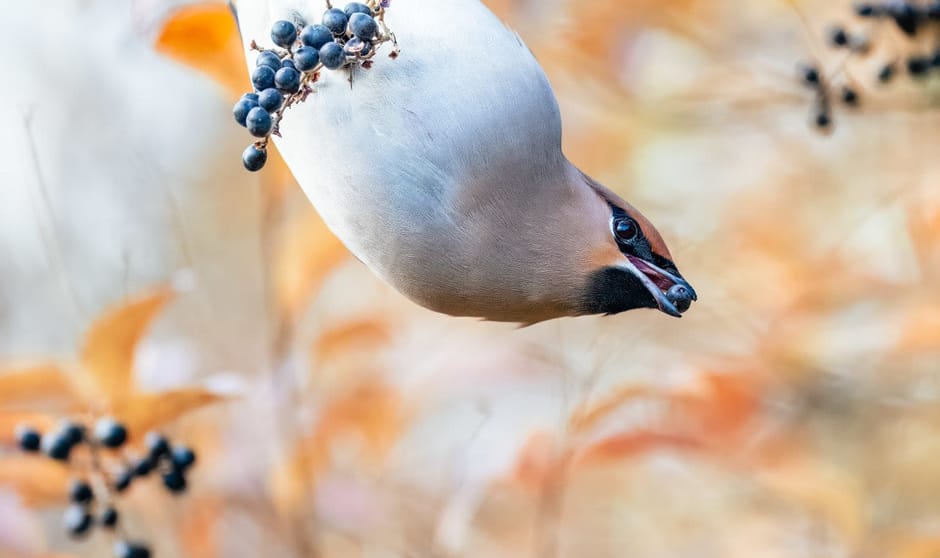 Nederlands mooiste wintergast, de Pestvogel. Weet op acrobatische wijze elk besje te bemachtigen.