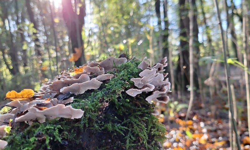 Magische berg met paddenstoelen