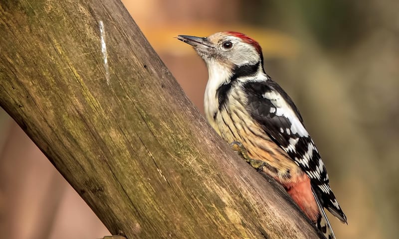 Middelste bonte specht