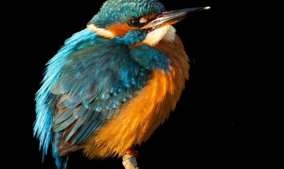 Steeds vaker in m’n achtertuin. Ondanks dat toch behoorlijk geduld moeten hebben.